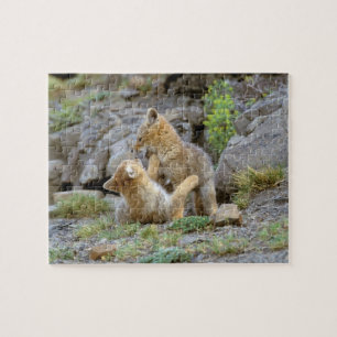 Grau-Fox-Paar (Lycalopex griseus) 2