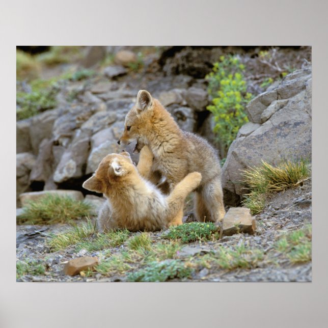 Grau-Fox-Paar (Lycalopex griseus) 2 Poster (Vorne)