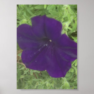 Grau für heute Blaue Floral Druck Poster
