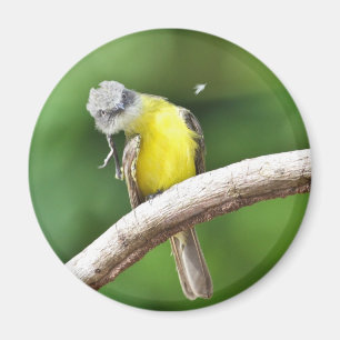 Grau-gekrönter Flycatcher Magnet