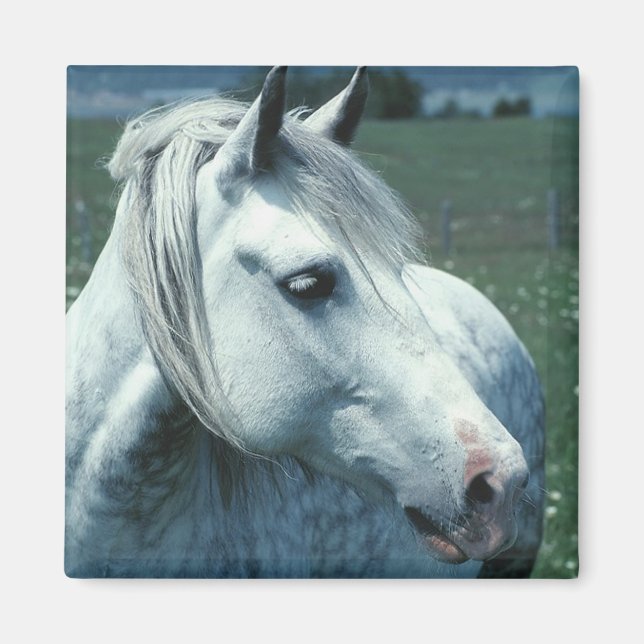 Grau in bewässerter Weide Magnet (Vorne)