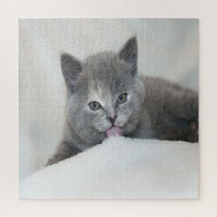 Grau Kitten Licking Snow