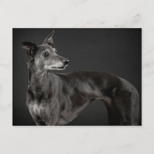 Grau Postkarte