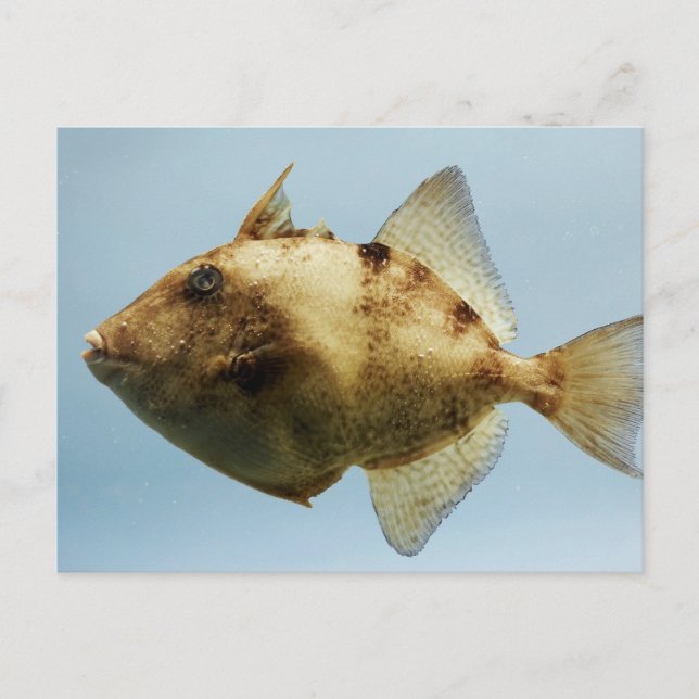Grau Triggerfish Postkarte (Vorderseite)