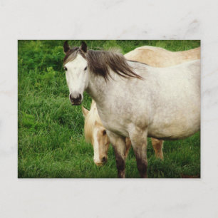 Grau und Palomino Postkarte