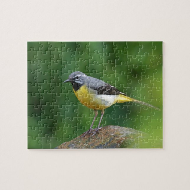 Grau Wagtail - Vogel (Horizontal)