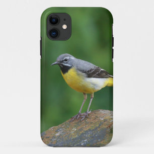 Grau Wagtail - Vogel Case-Mate iPhone Hülle
