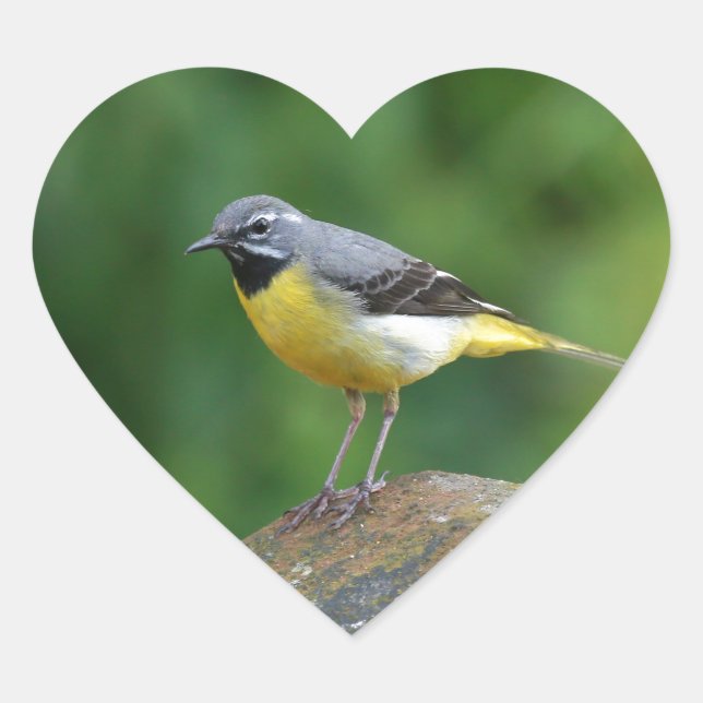 Grau Wagtail - Vogel Herz-Aufkleber (Vorderseite)