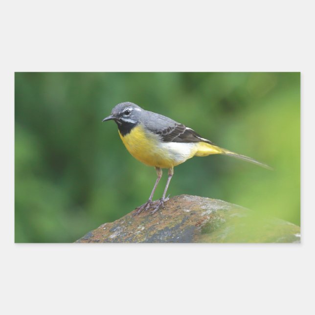Grau Wagtail - Vogel Rechteckiger Aufkleber (Vorderseite)