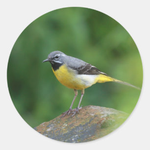 Grau Wagtail - Vogel Runder Aufkleber