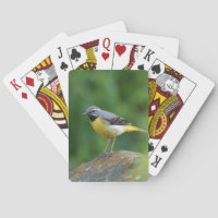 Grau Wagtail - Vogel