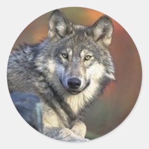 Grau-Wolf-Aufkleber Runder Aufkleber