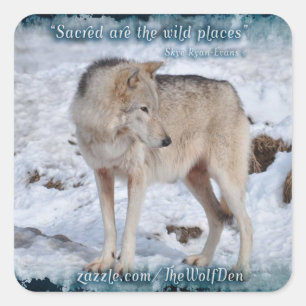 Grau Wolf im Winter Snow Wildlife Foto Quadratischer Aufkleber
