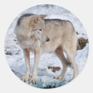 Grau Wolf im Winter Snow Wildlife Foto Runder Aufkleber