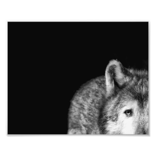 Grau Wolf Stare - Schwarzweiß-Foto drucken Fotodruck (Vorne)