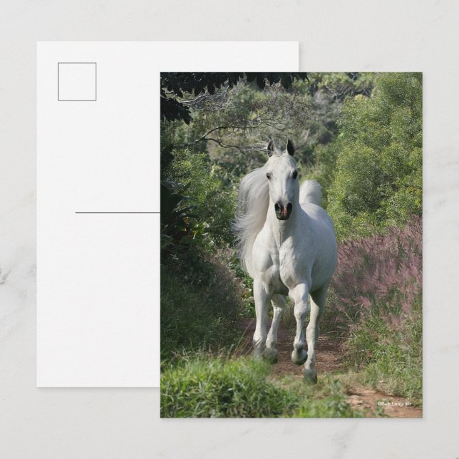 Grauarabäer, die mit Blume auf dem Weg sind Postkarte (Vorne/Hinten)