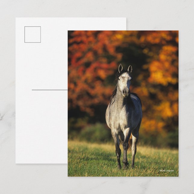 Grauarabischer Stehender autonaler Hintergrund Postkarte (Vorne/Hinten)