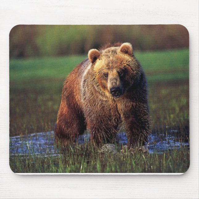 GRAUBÄR IM WASSER MOUSEPAD (Vorne)