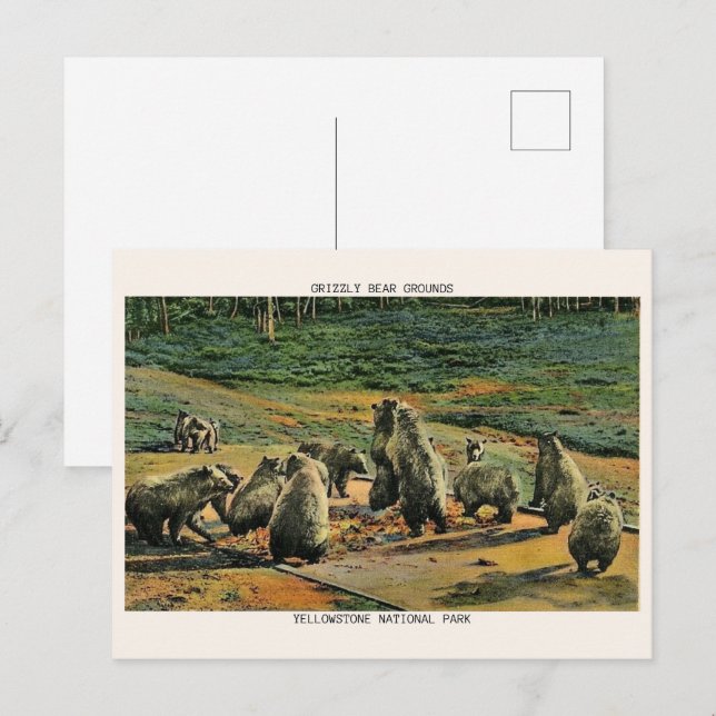 Graubären, Gelbsteine-Nationalpark-Geschenke Postkarte (Vorne/Hinten)