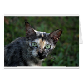 Graubraun-weiße Katze mit grünen Augen