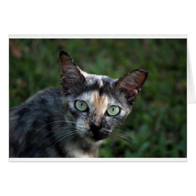 Graubraun-weiße Katze mit grünen Augen (Vorderseite (Horizontal))