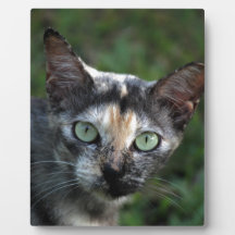 Graubraun-weiße Katze mit grünen Augen