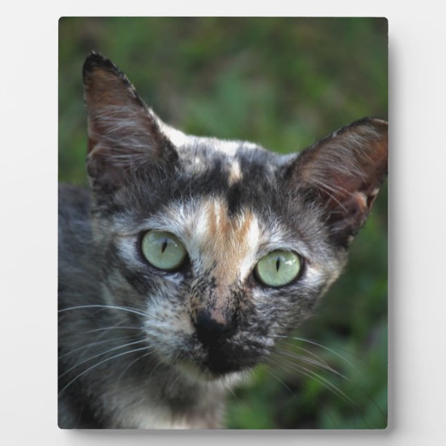 Graubraun-weiße Katze mit grünen Augen Fotoplatte (Vorderseite)