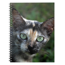 Graubraun-weiße Katze mit grünen Augen Notizblock