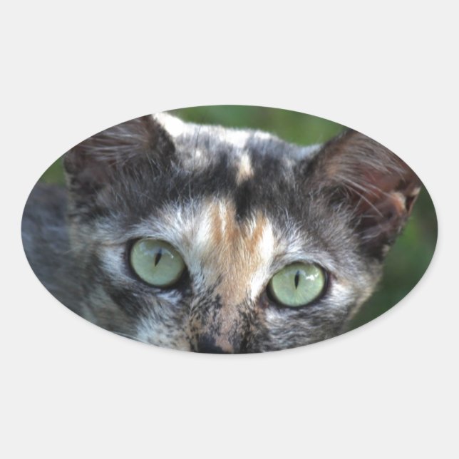 Graubraun-weiße Katze mit grünen Augen Ovaler Aufkleber (Vorderseite)