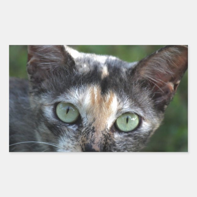 Graubraun-weiße Katze mit grünen Augen Rechteckiger Aufkleber (Vorderseite)