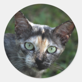 Graubraun-weiße Katze mit grünen Augen Runder Aufkleber