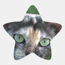 Graubraun-weiße Katze mit grünen Augen Stern-Aufkleber