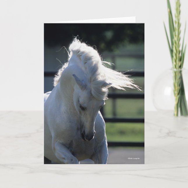 Graue andalusische Bucking Headshot Backlit Karte (Vorderseite)