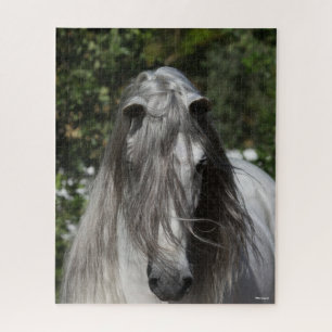 Graue andalusische Stallion Headshot Long Mane