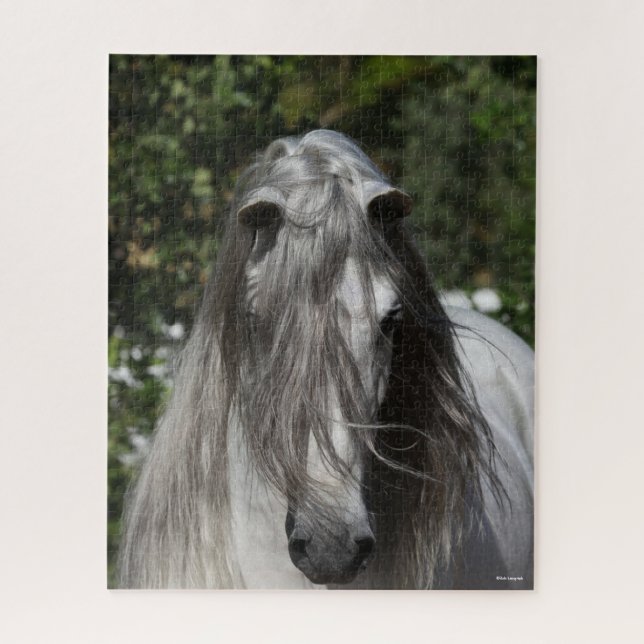 Graue andalusische Stallion Headshot Long Mane (Vertikal)