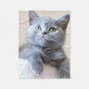 Graue britische Shorthair Katze Fleecedecke