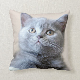 Graue britische Shorthair Katze Kissen