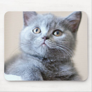 Graue britische Shorthair Katze Mousepad