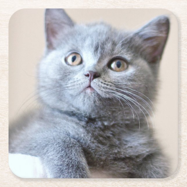 Graue britische Shorthair Katze Rechteckiger Pappuntersetzer (Vorderseite)