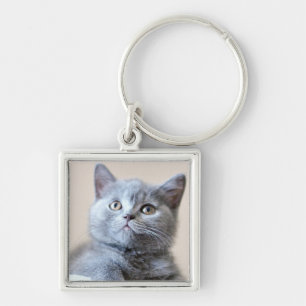 Graue britische Shorthair Katze Schlüsselanhänger