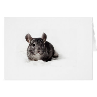 Graue Chinchilla Niedlich in Blanket