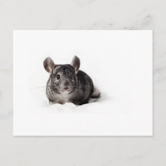 Graue Chinchilla Niedlich in Blanket Postkarte