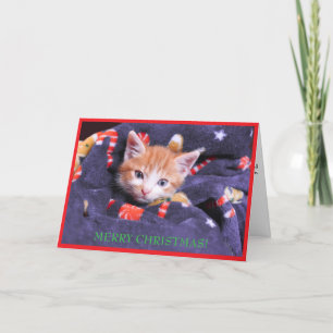 Graue Decke Katze Frohe Weihnachten Orange Kätzche