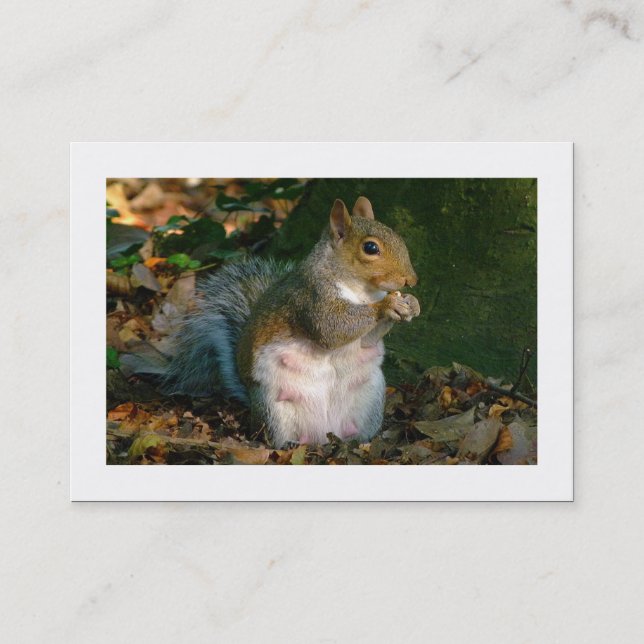 Graue Eichhörnchen (besetzt) Visitenkarte (Vorderseite)