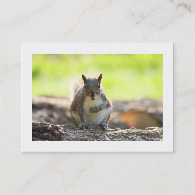 Graue Eichhörnchen (besetzt) Visitenkarte (Vorderseite)