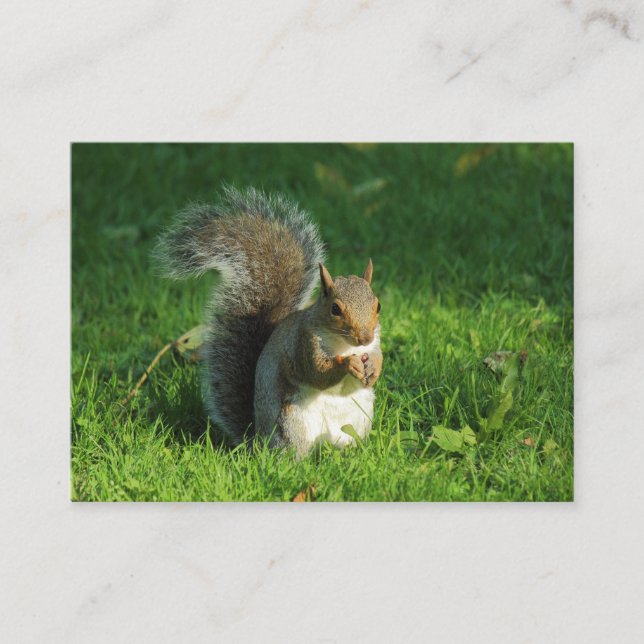 Graue Eichhörnchen, Bute Park, Cardiff Visitenkarte (Vorderseite)