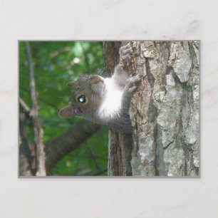 Graue Eichhörnchen Schcolle von altem Baum Postkarte