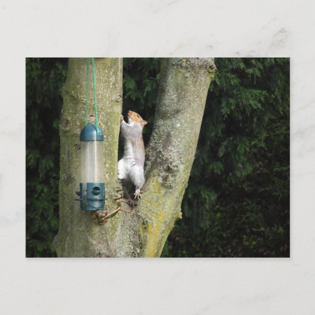 Graue Eichhörnchenkarte Postkarte (Vorderseite)