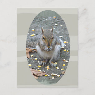 Graue Eichhörnchenserie Postkarte