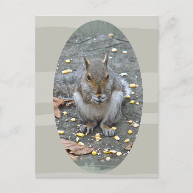 Graue Eichhörnchenserie Postkarte (Vorderseite)
